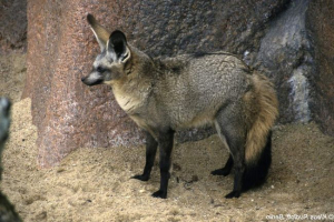 Liseni lisch: jedinstvenost Liseni lisch: jedinstvenost